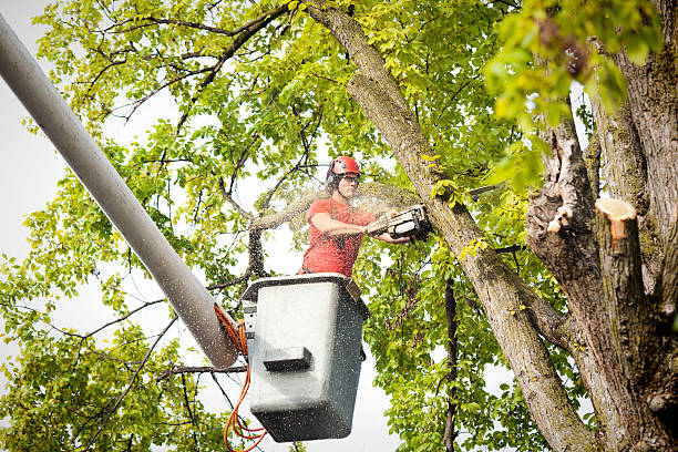 Best Professional Tree Care  in Buckhall, VA